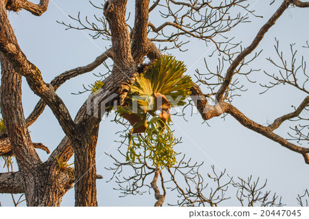 Crown Staghorn on tree 20447045