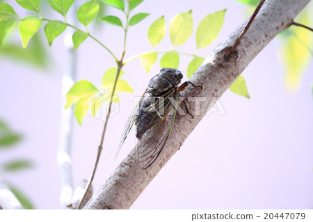 蟬 蟬 20447079