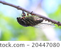 Spawning of a cicadas tree 20447080