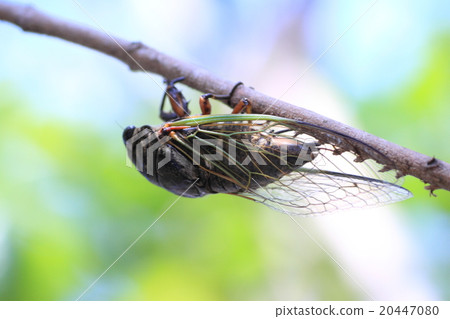 產生蟬樹 產生蟬樹 20447080