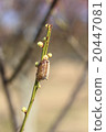 Mantis egg 20447081