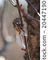 Cicadas 20447190