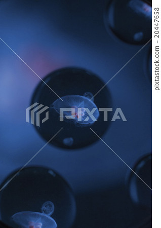 水族館京都水母 20447658