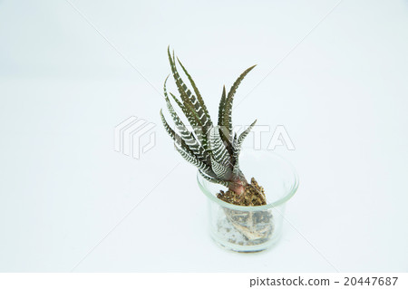 Succulent plants 20447687