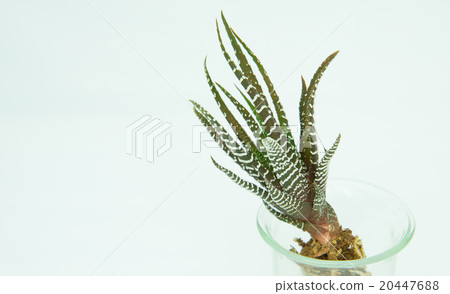Succulent Succulent 20447688