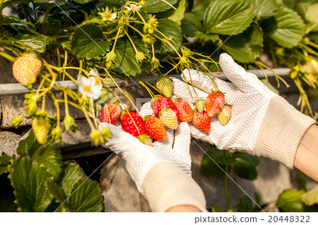 草莓採摘 20448322