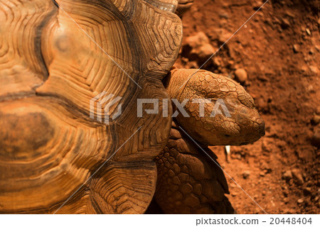 Sulcata tortoise head from aerial view Sulcata tortoise head from aerial view 20448404