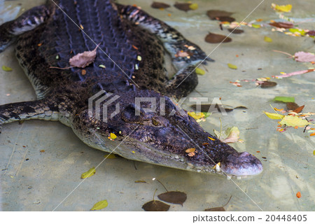 Big crocodile in the water Big crocodile in the water 20448405