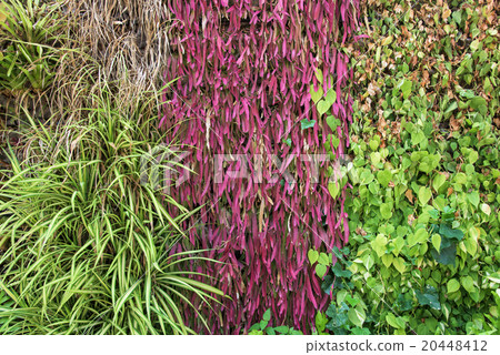 green and red climber foliage green and red climber foliage 20448412