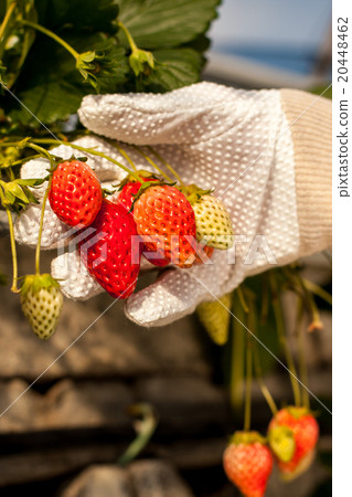 Strawberry picking 20448462