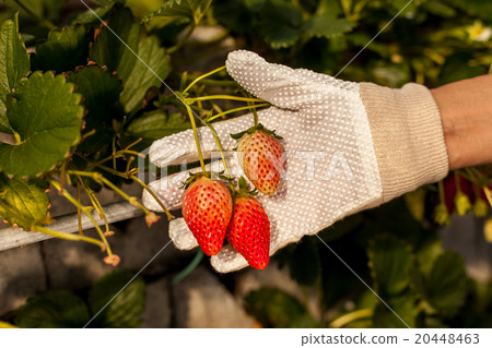 Strawberry picking Strawberry picking 20448463