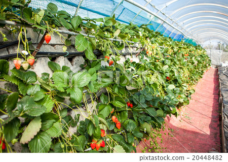 Ichigo hunting house Ichigo hunting house 20448482