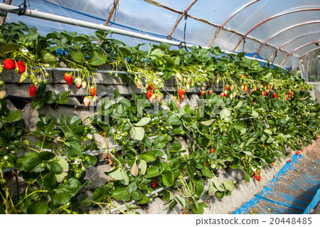 Ichigo hunting house Ichigo hunting house 20448485