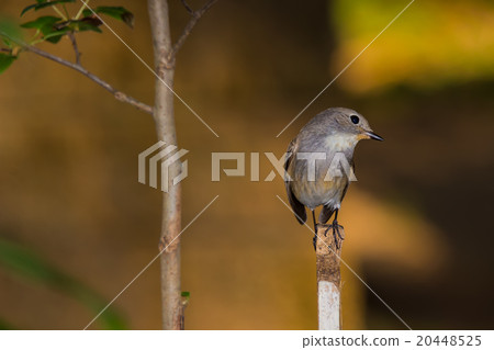 Red Throated Flycatcher Red Throated Flycatcher 20448525