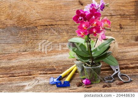 Spring violet orchids Spring violet orchids 20448630