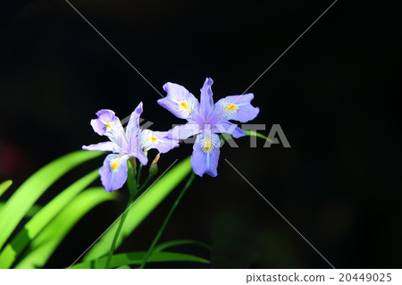 Himeshaga Himeshaga 20449025