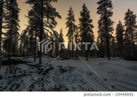 Frozen forest in Finland, Lapland 20449091