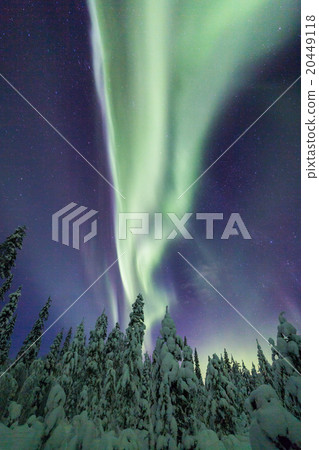 Aurora borealis (Northern Lights) in forest 20449118