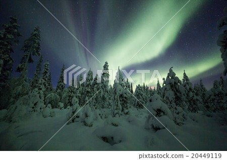Aurora borealis (Northern Lights) in forest 20449119