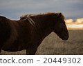Icelandioc horse in the wild sunset 20449302