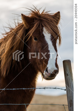 Icelandioc horse in the wild sunset 20449304