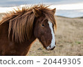 Icelandioc horse in the wild sunset 20449305
