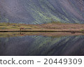 Icelandic horse grazing wild Iceland 20449309