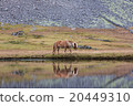 Icelandic horse grazing wild Iceland 20449310