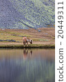 Icelandic horse grazing wild Iceland 20449311