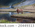 Icelandic horse grazing wild Iceland 20449313