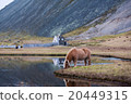 Icelandic horse grazing wild Iceland 20449315