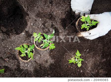 Hands putting tomato seedling 20449365