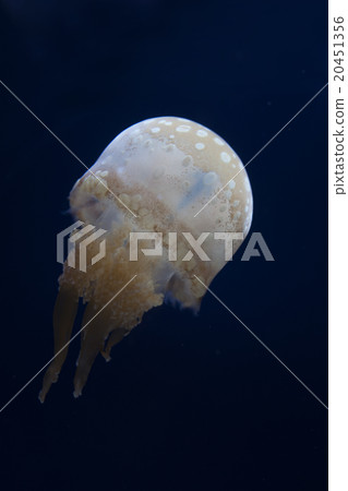 Tako jellyfish Tako jellyfish 20451356