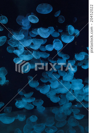 Swift female swimming group 20452022