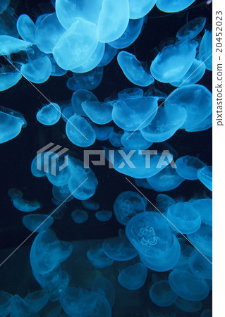 Swift female swimming group 20452023