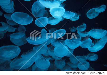 Swift female swimming group 20452024