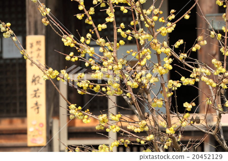 文寺的蠟李子 文寺的蠟李子 20452129