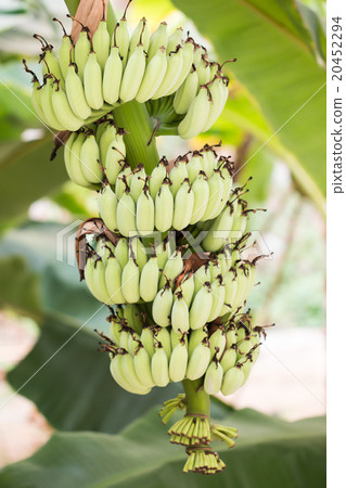 Bnana and Unripe Cultivar Bananas on Banana Tree 20452294