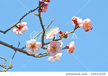 Pink color red plum 20452839