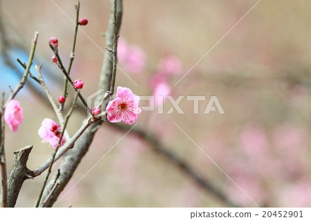 梅花 20452901