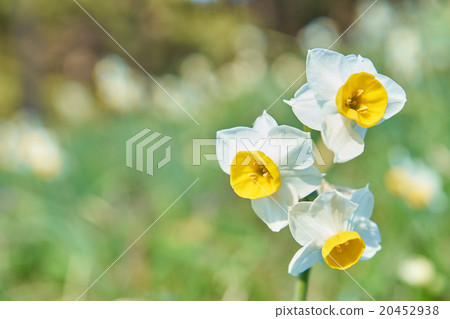 Japanese daffodil Japanese daffodil 20452938