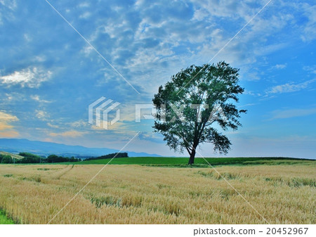 Biei philosophy tree Biei philosophy tree 20452967