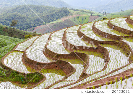 Green Terraced Rice Field 20453051
