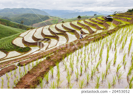 Green Terraced Rice Field Green Terraced Rice Field 20453052