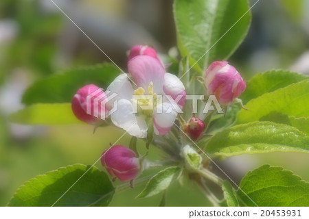 蘋果花 蘋果花 20453931