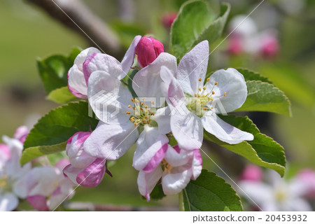 蘋果花 蘋果花 20453932