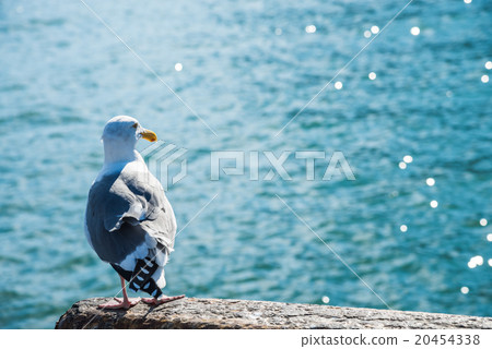 Backside of seagull and water glitter background Backside of seagull and water glitter background 20454338