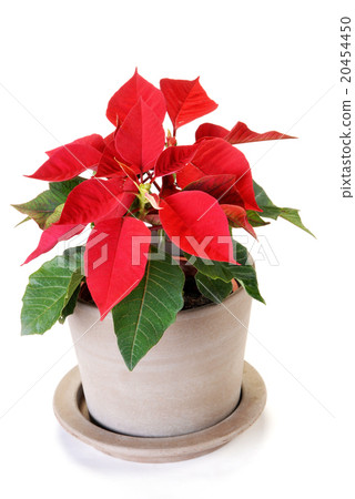 Poinsettia isolated on white background Poinsettia isolated on white background 20454450