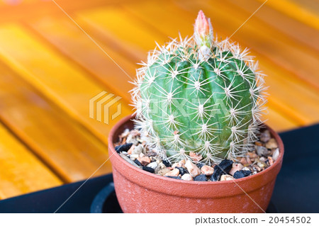 Close up cactus on the wooden table. 20454502