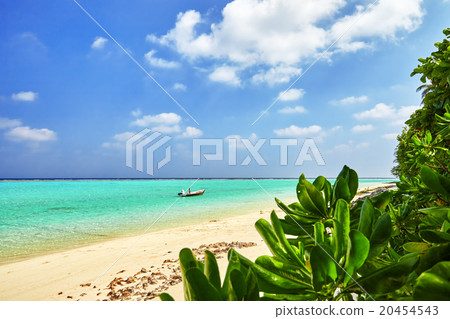 Shoreline of a tropical island in the Maldives  20454543